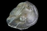 Inflated, Enrolled Isotelus Trilobite - Ohio #68601-1